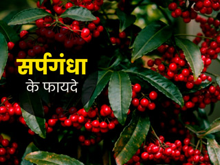 दिमाग तेज करने में मददगार है सर्पगंधा, जानें इसके इस्तेमाल का तरीका और आयुर्वेदिक लाभ