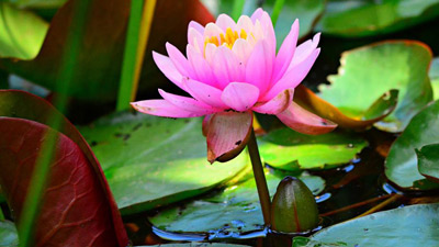 सेहत के लिए बहुत फायदेमंद होती है कमल ककड़ी, जानें इसके फायदे और नुकसान