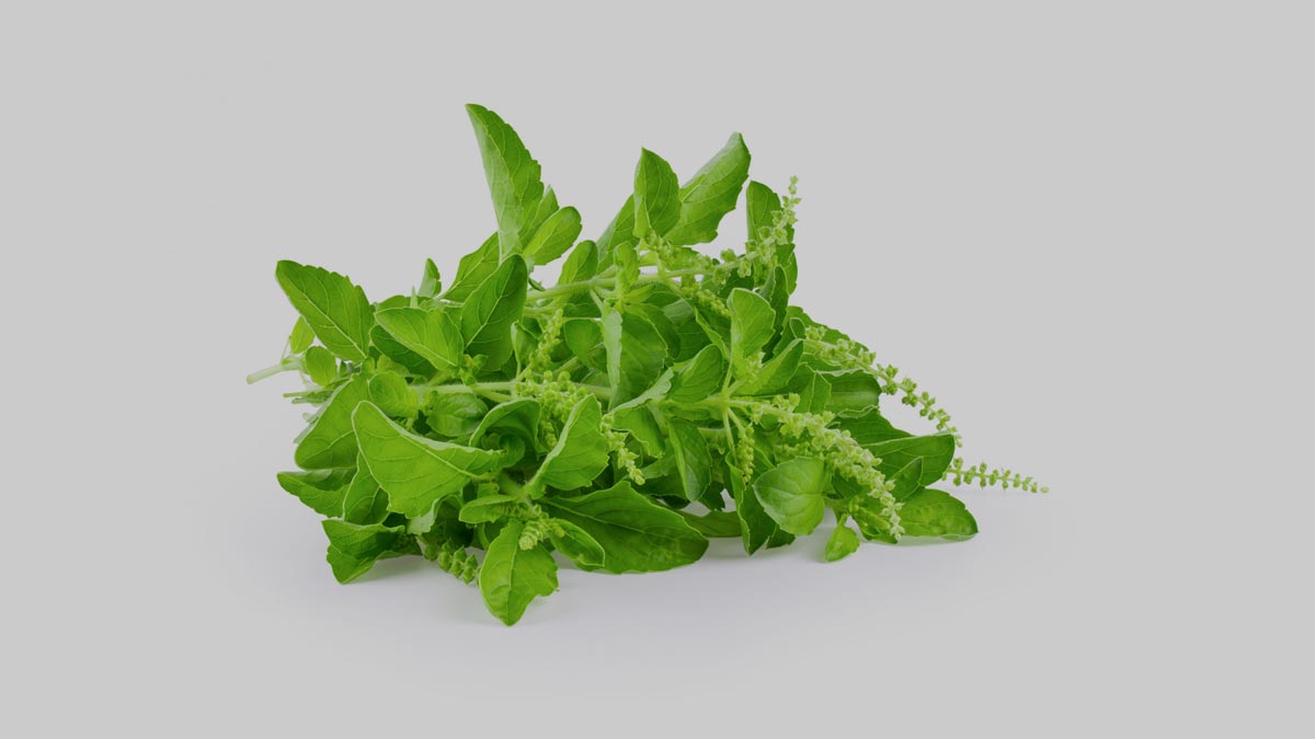 herbal leaves for dengue