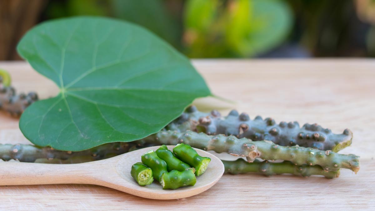 herbal leaves for dengue