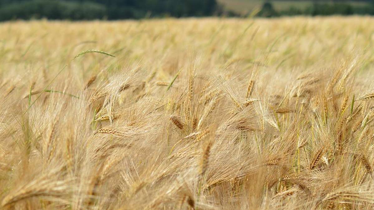 Health Benefits of Barley in Hindi