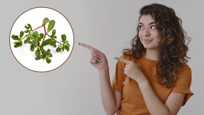 मोटापा, कोलेस्ट्रॉल जैसी इन 7 समस्याओं को दूर करे कुल्फा साग, जानें इसके फायदे और नुकसान