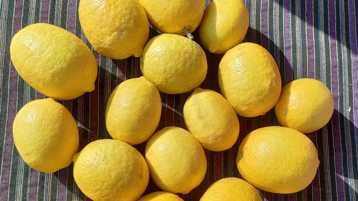 galgal or hill lemon benefits