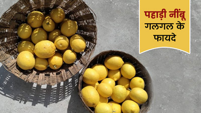 पहाड़ी नींबू गलगल का सेवन करने से बढ़ती है इम्‍यून‍िटी, जानें अन्‍य फायदे 