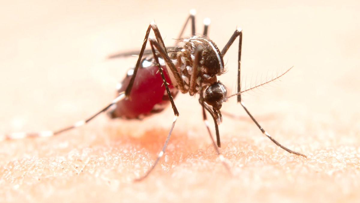 अब मच्छर ही खत्म करेंगे डेंगू-मलेरिया जैसी बीमारियां, ICMR और VCRC ने बनाए ये खास मच्छर