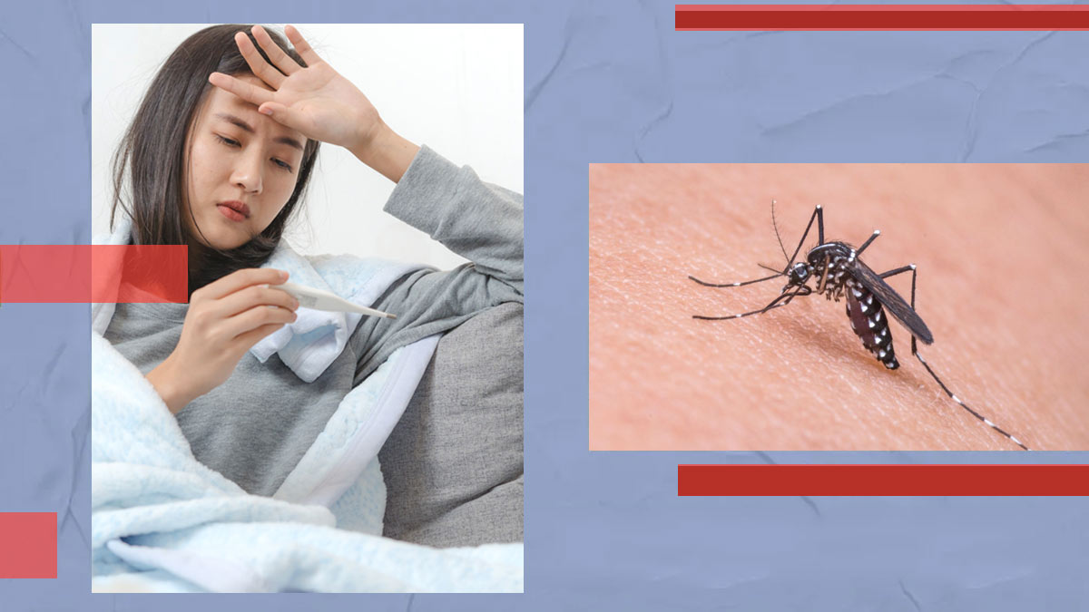 डेंगू मच्छर से कैसे बचें? 