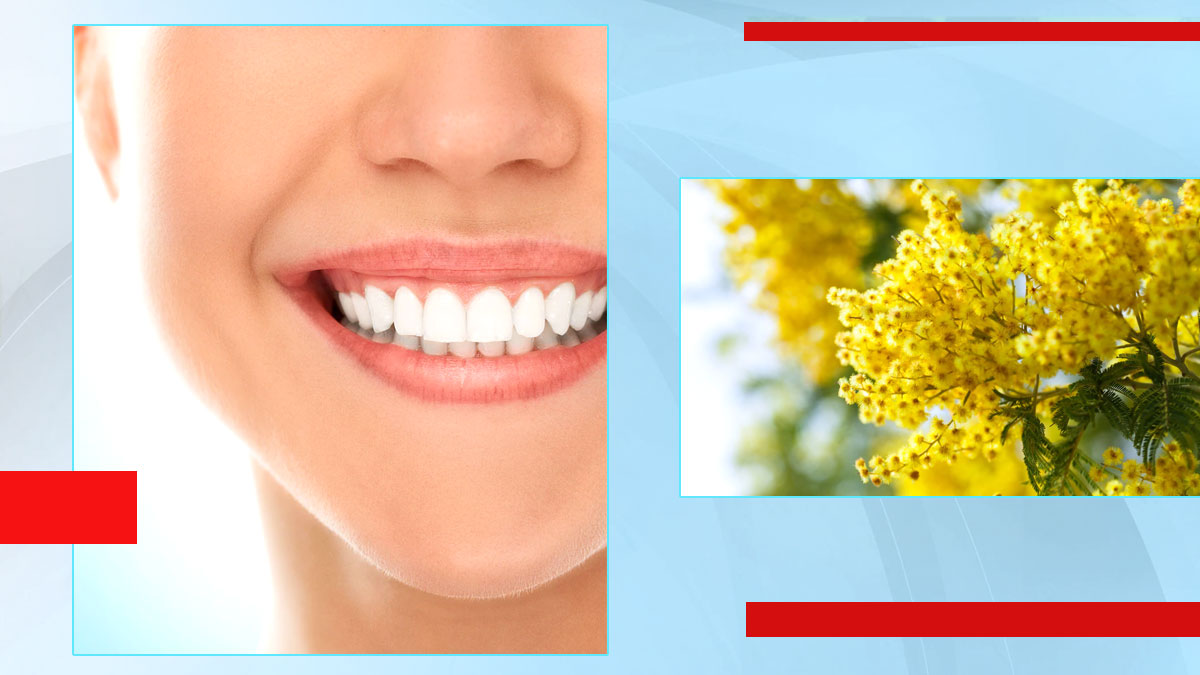 बबूल के फूल से बढ़ाएं दांतों की चमक, जानें इस्तेमाल का तरीका और अन्य फायदे