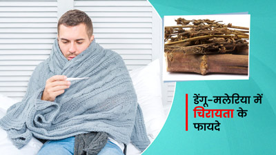 डेंगू-मलेरिया में बहुत फायदेमंद है चिरायता, ऐसे करें सेवन