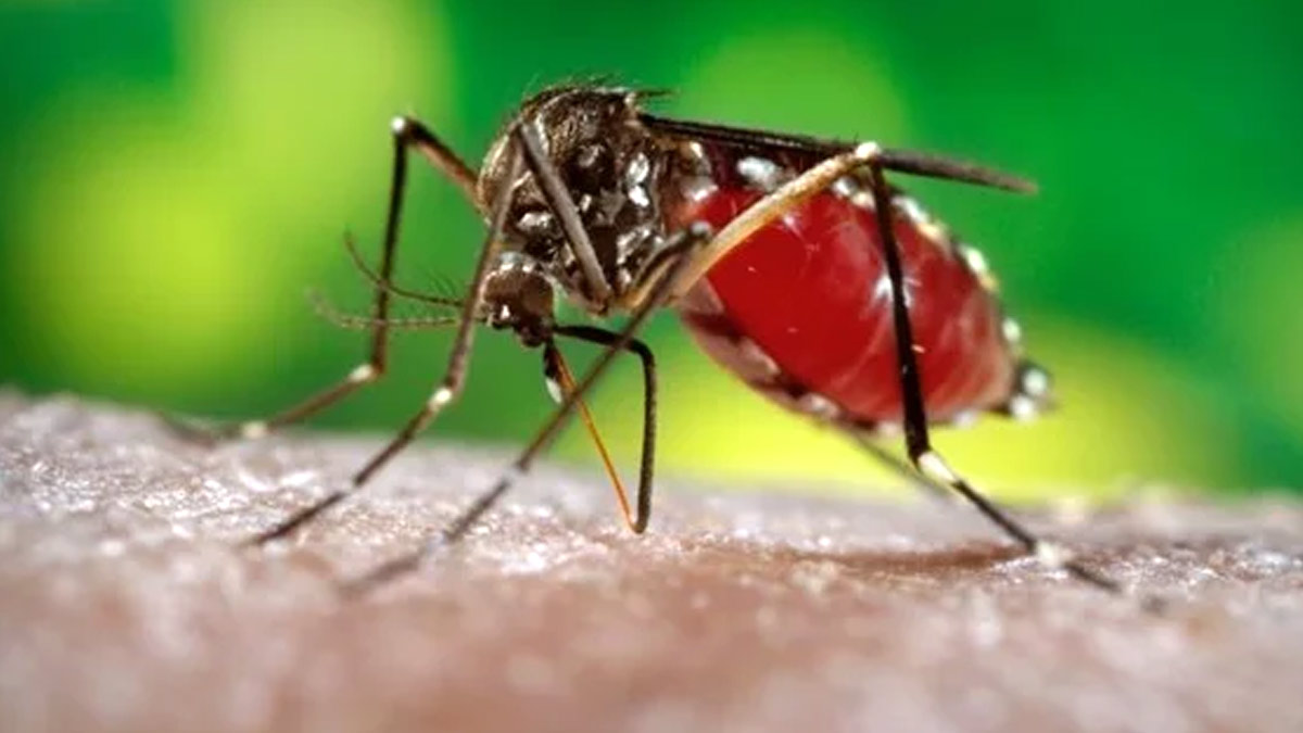 इन 4 तरह के लोगों को ज्यादा रहता है डेंगू का खतरा, जानें कैसे करें बचाव