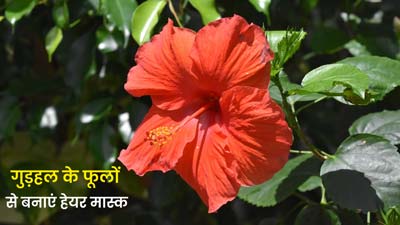 गुड़हल के फूलों से बनाएं हेयर मास्क, बाल बनेंगे मजबूत और शाइनी