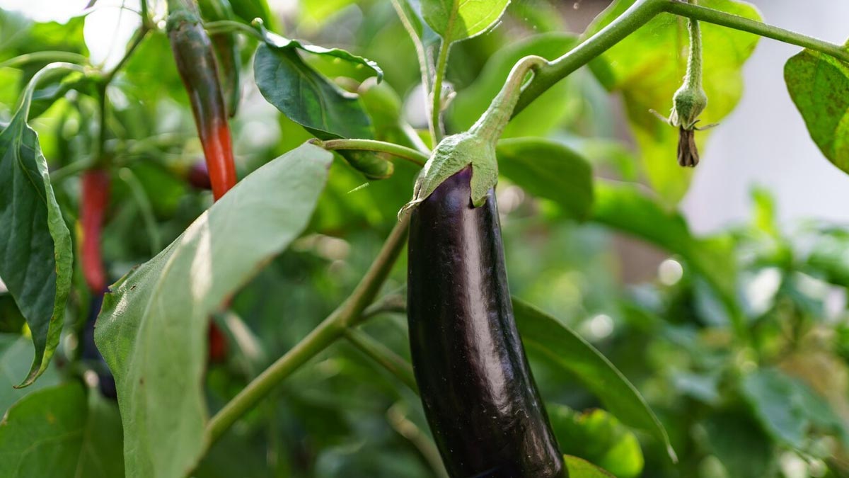 foods_to_Avoid_in_sawan_fast