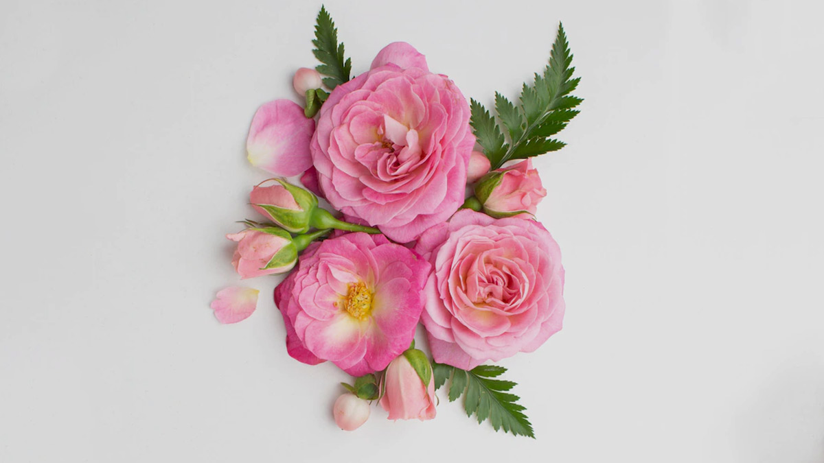 rose petal benefits