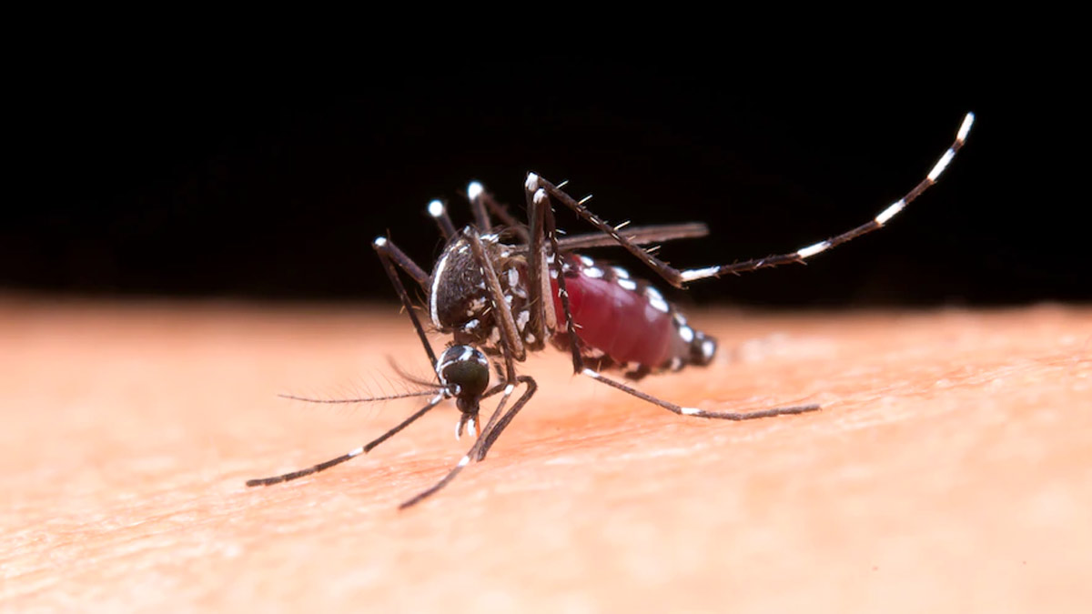 इस मॉनसून डेंगू-टाइफाइड जैसी बीमारियों से बचने के लिए अभी से करें ये 5 काम