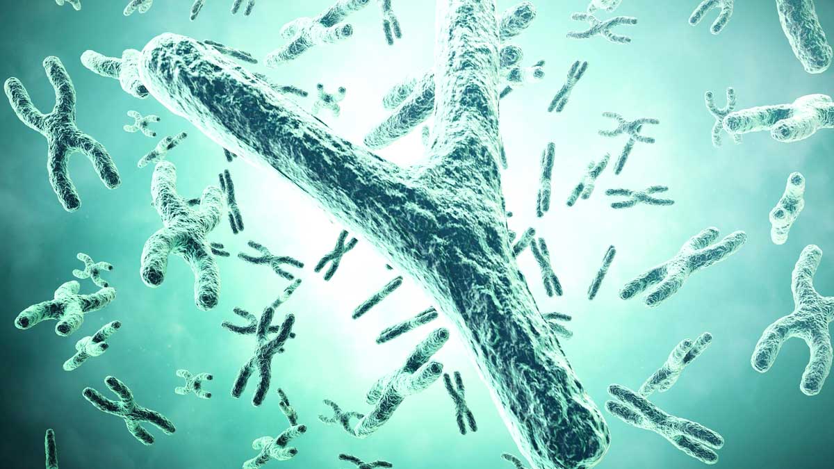 Y Chromosomes Can Reduce With Age In Men Increasing Risks Of Heart Failure