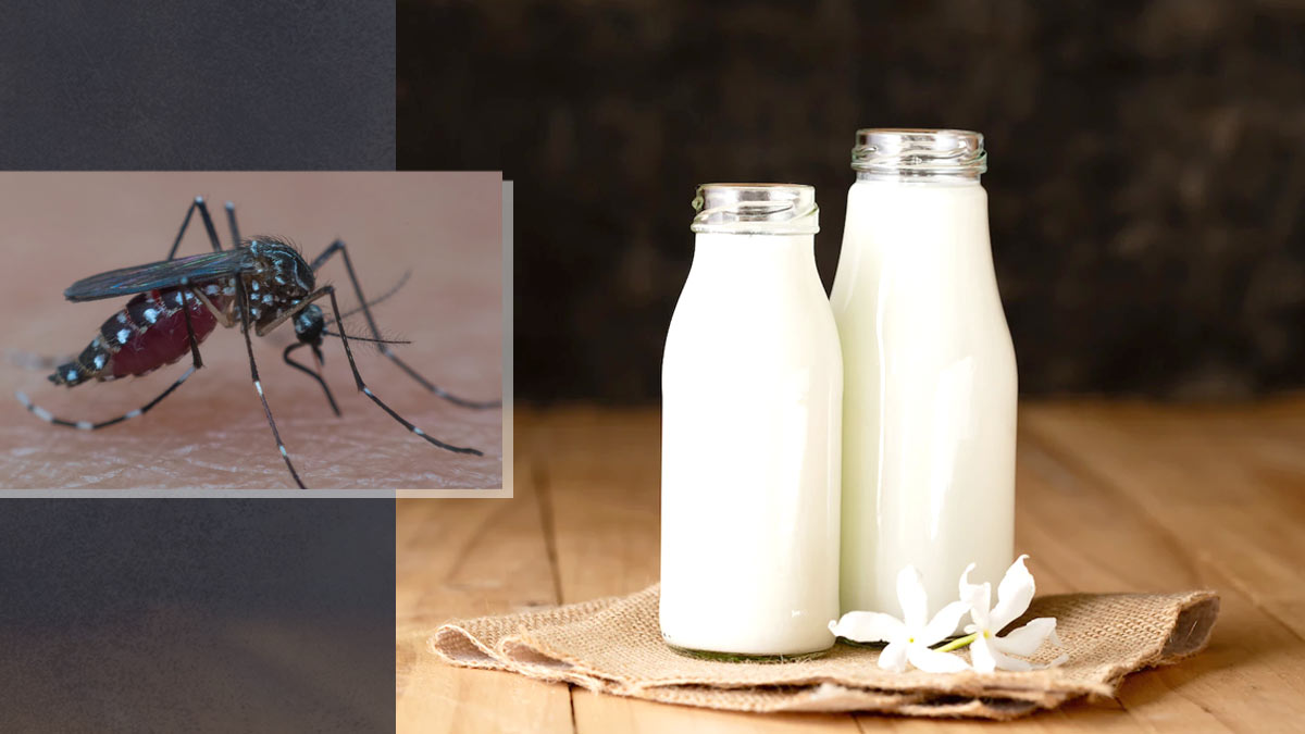 Milk in Dengue: क्या डेंगू में दूध पी सकते हैं? जानें किसका दूध होता है फायदेमंद
