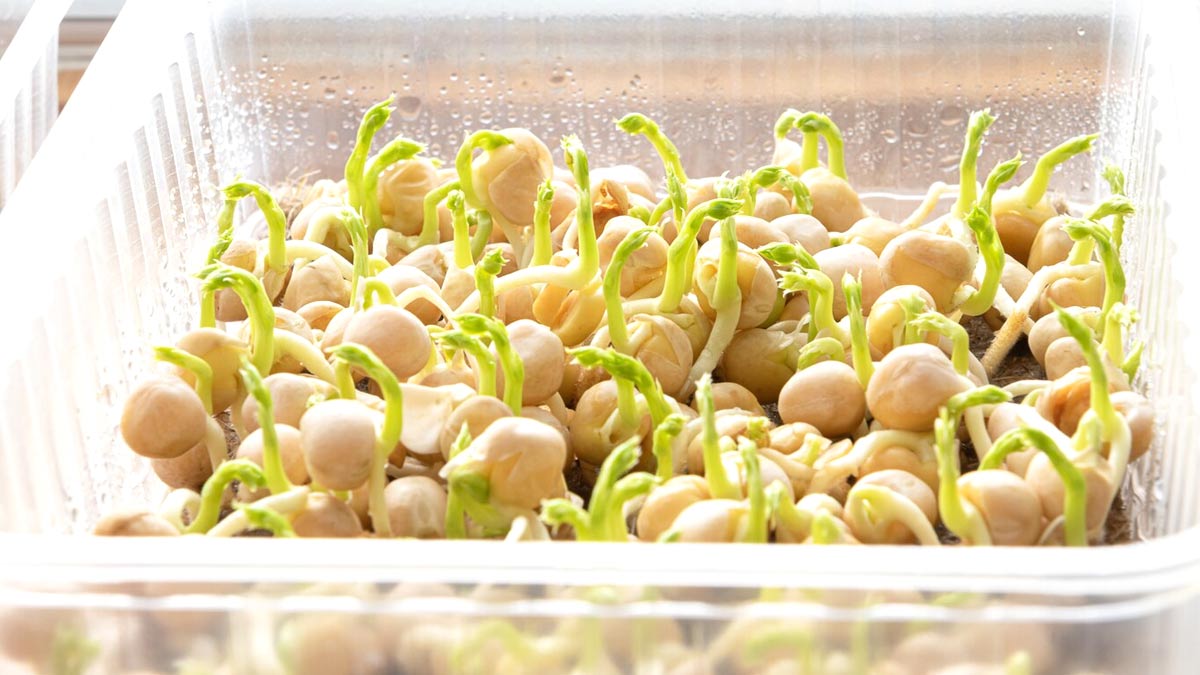 sprouted-pulse-benefits-for-kids