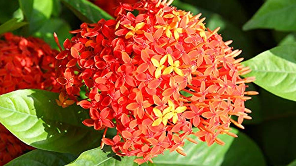 ashoka flower benefits