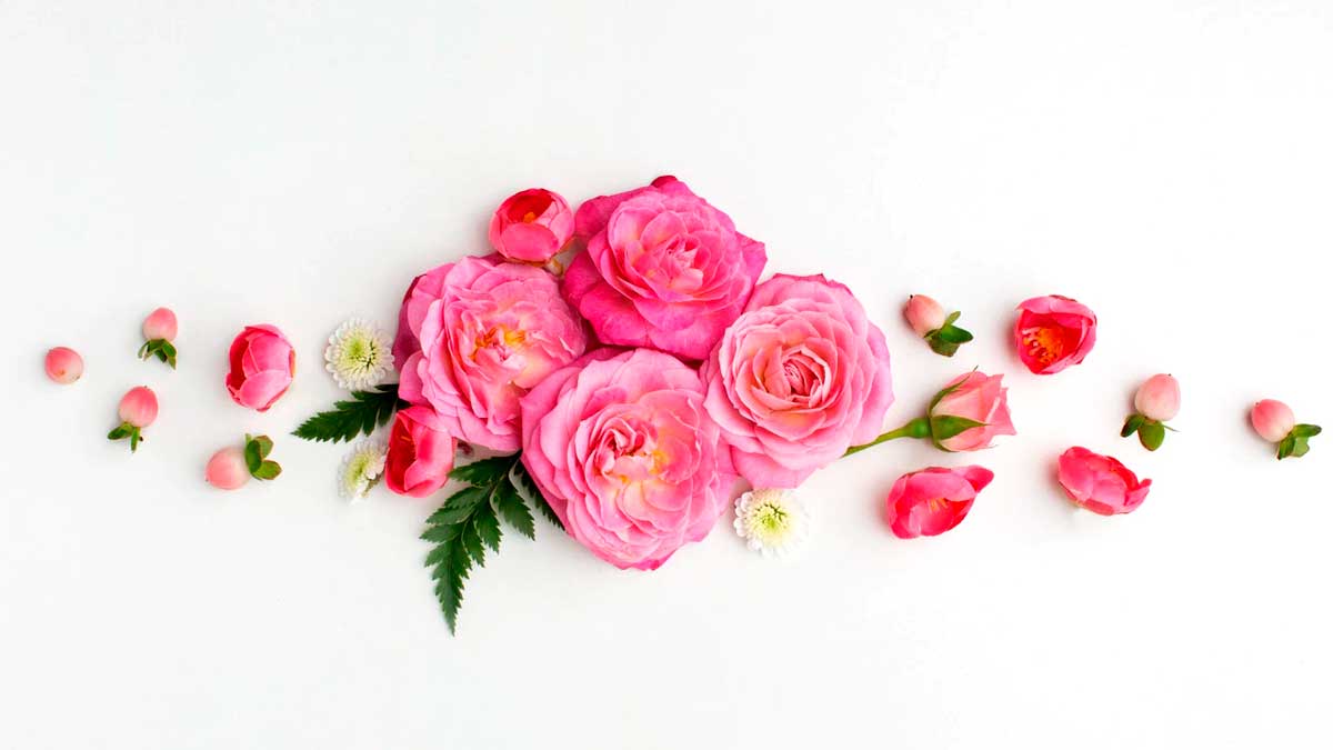 Rose for lips