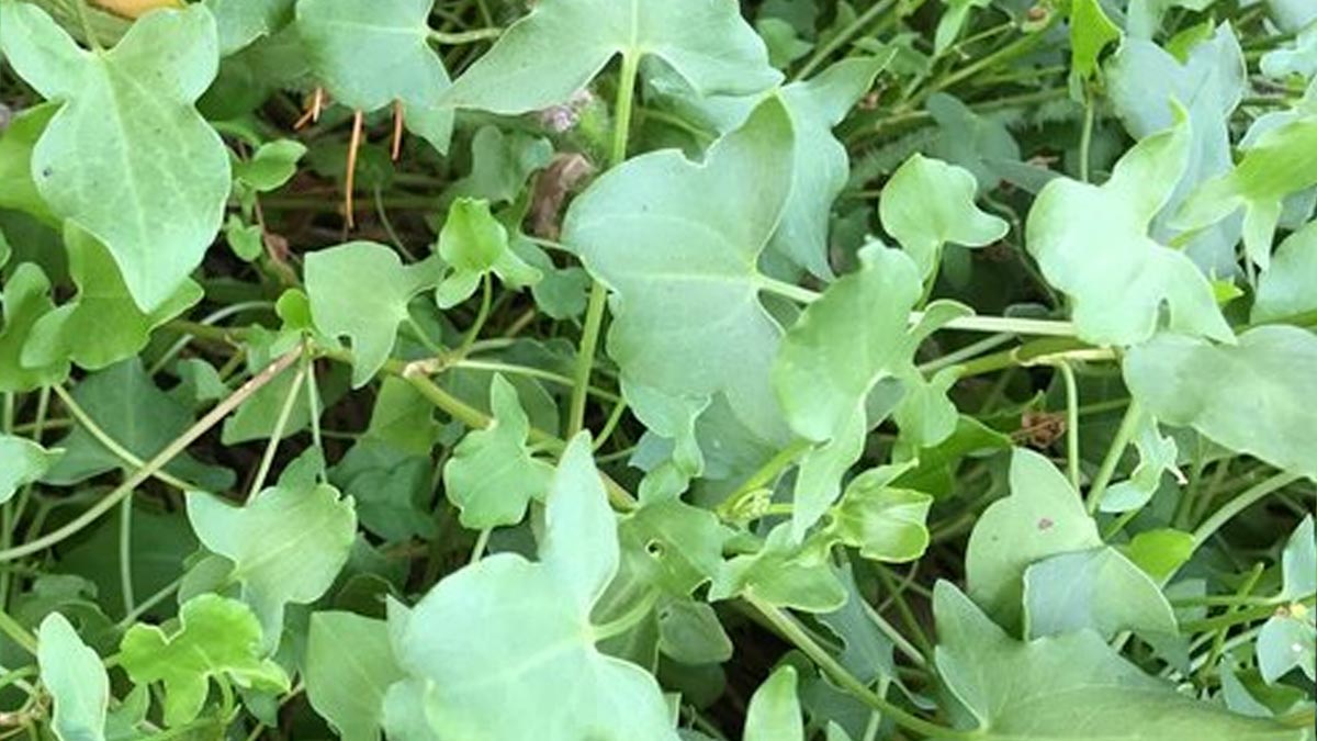 health_benefits_of_Tilkor_leaves