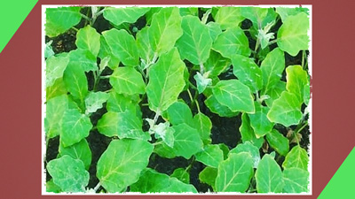 क्या आपने खाए हैं तिलकोर के पत्ते? जानें इस देसी साग के जबरदस्त फायदे