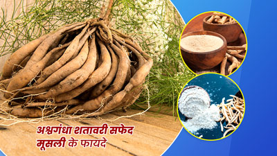 अश्वगंधा, शतावरी और सफेद मूसली को एक साथ लेने से मिलेंगे ये 4 फायदे
