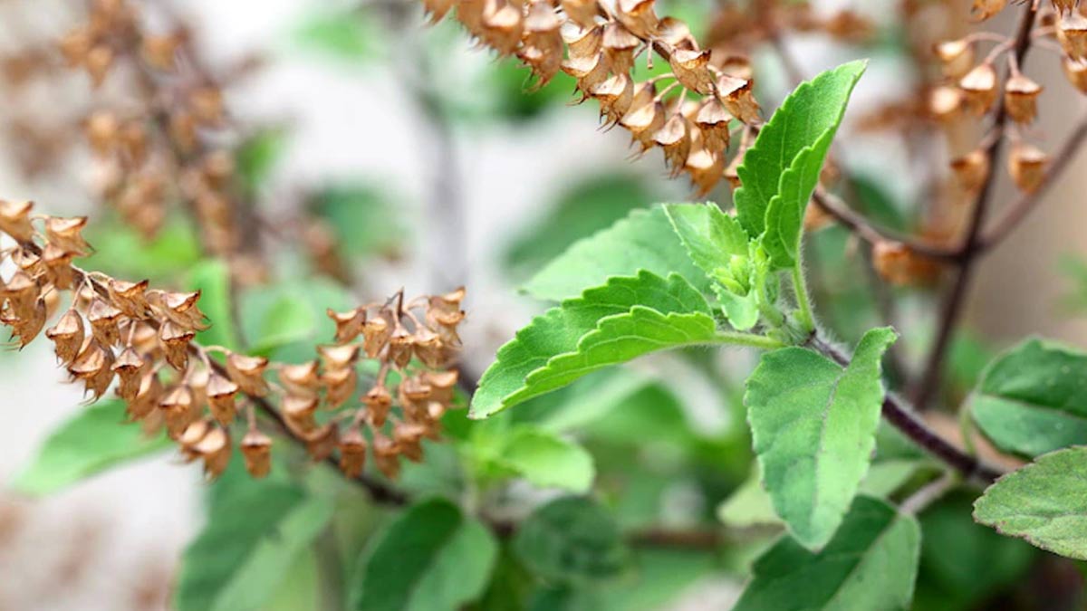 tulsi water for hair 