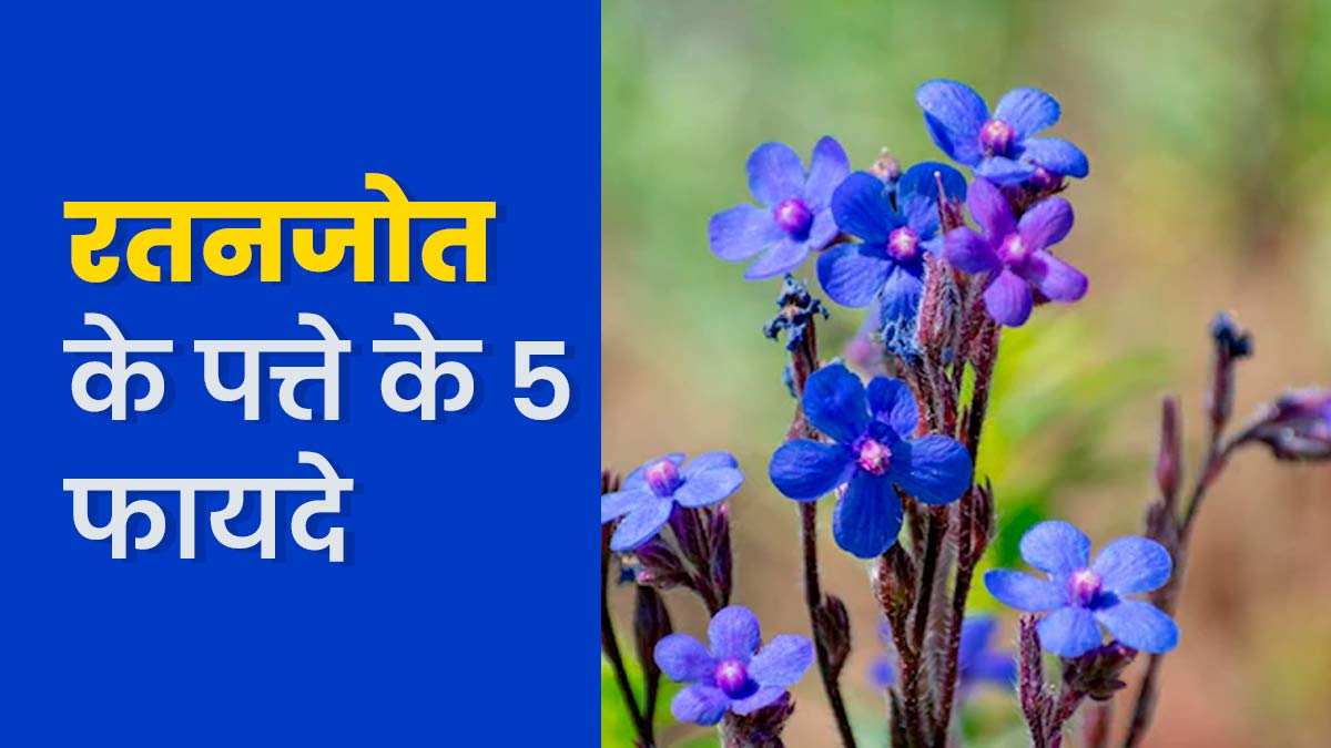 रतनजोत के पत्ते होते हैं सेहत के लिए बहुत फायदेमंद, जानें 5 जबरदस्त फायदे