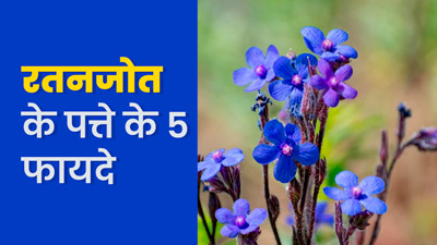 रतनजोत के पत्ते होते हैं सेहत के लिए बहुत फायदेमंद, जानें 5 जबरदस्त फायदे