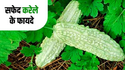 सफेद करेला है डायबिटीज रोगियों के लिए वरदान, शुगर कम करने के अलावा जानें इसके 5 फायदे