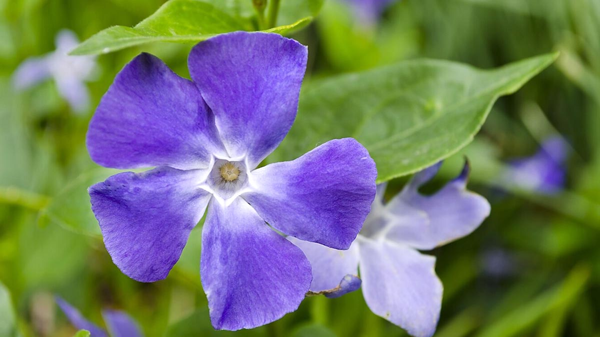 Periwinkle or Sadabahar Flower Has Many Health Benefits, Know Tips To Use