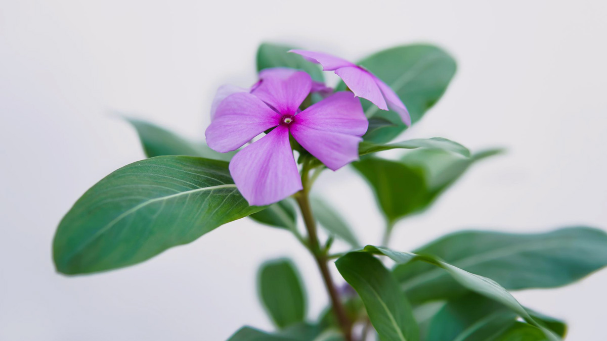 Sadabahar Flower Benefits