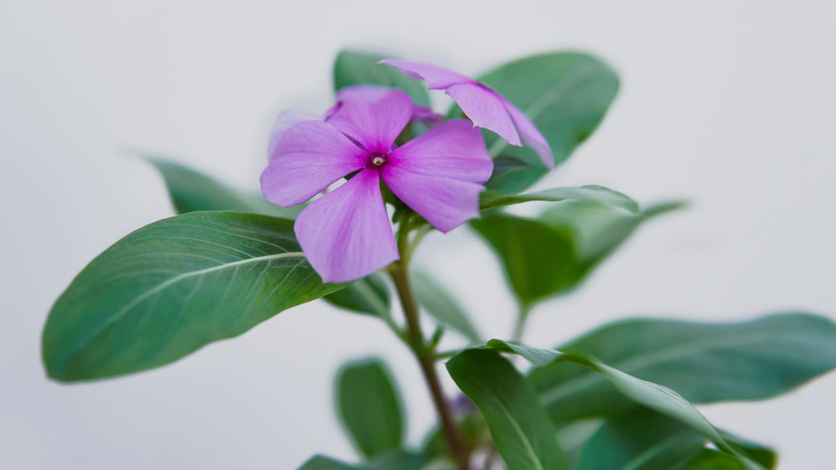 sadabahar leaves benefits