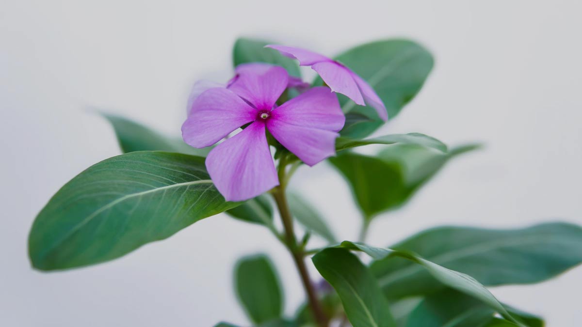 Sadabahar Flower Kadha Benefits 