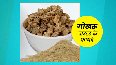 गोखरू का पाउडर खाने से दूर होंगी स्किन से लेकर पीरियड्स तक की समस्याएं, जानें सेवन का तरीका 