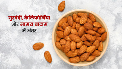 गुरबंदी, कैलिफोर्निया और मामरा बादाम में अंतर क्या है? जानें कौन सा है अधिक फायदेमंद
