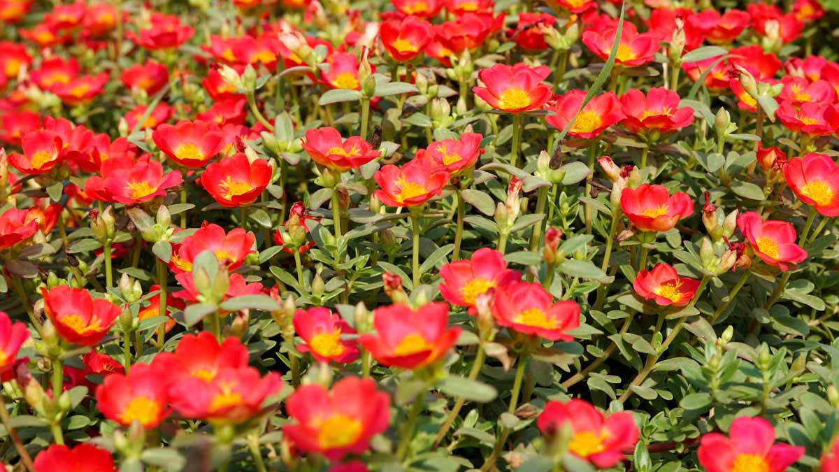 Portulaca for Skin