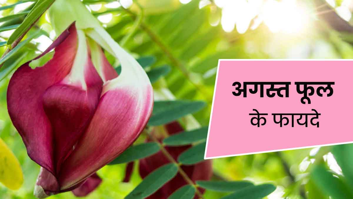 सिरदर्द, डायबिटीज और आंखों की परेशान में करें अगस्त फूल का इस्तेमाल, दूर होने लगेंगी समस्याएं
