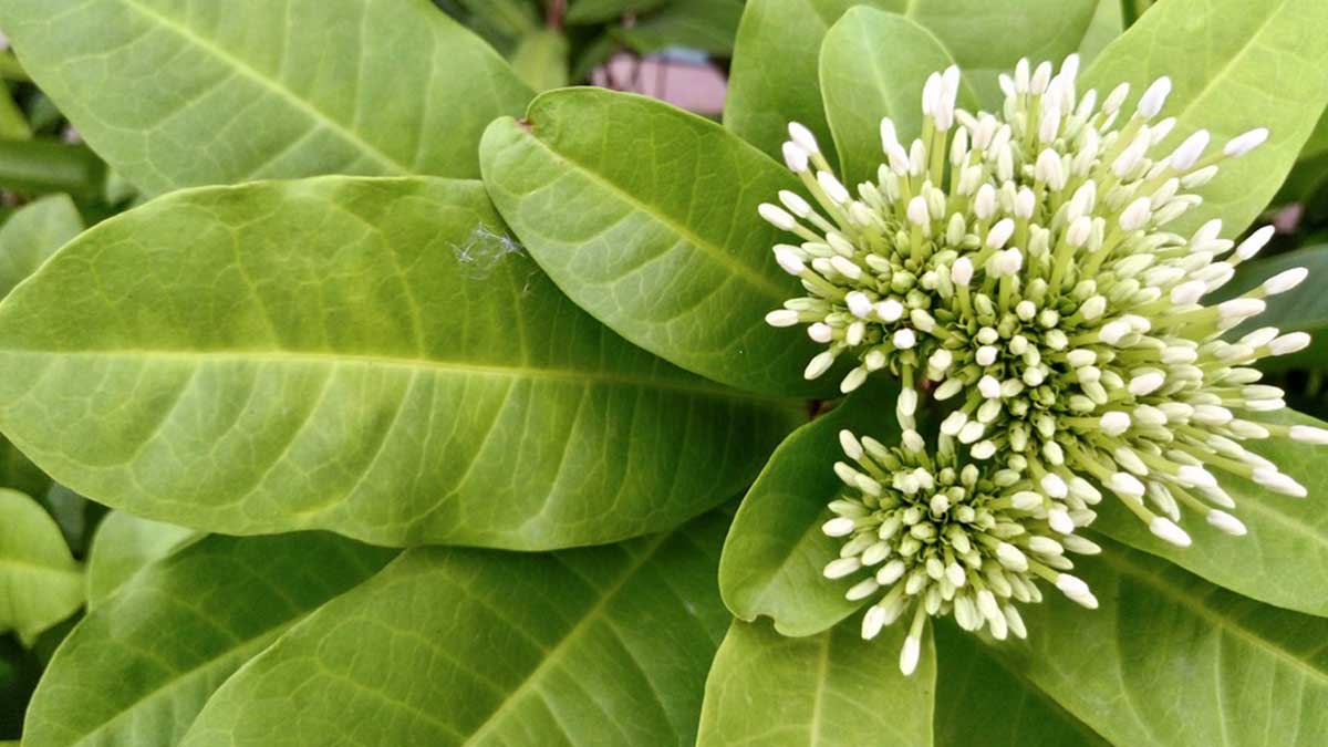 Kadamb leaves Benefits for Diabetes Patients