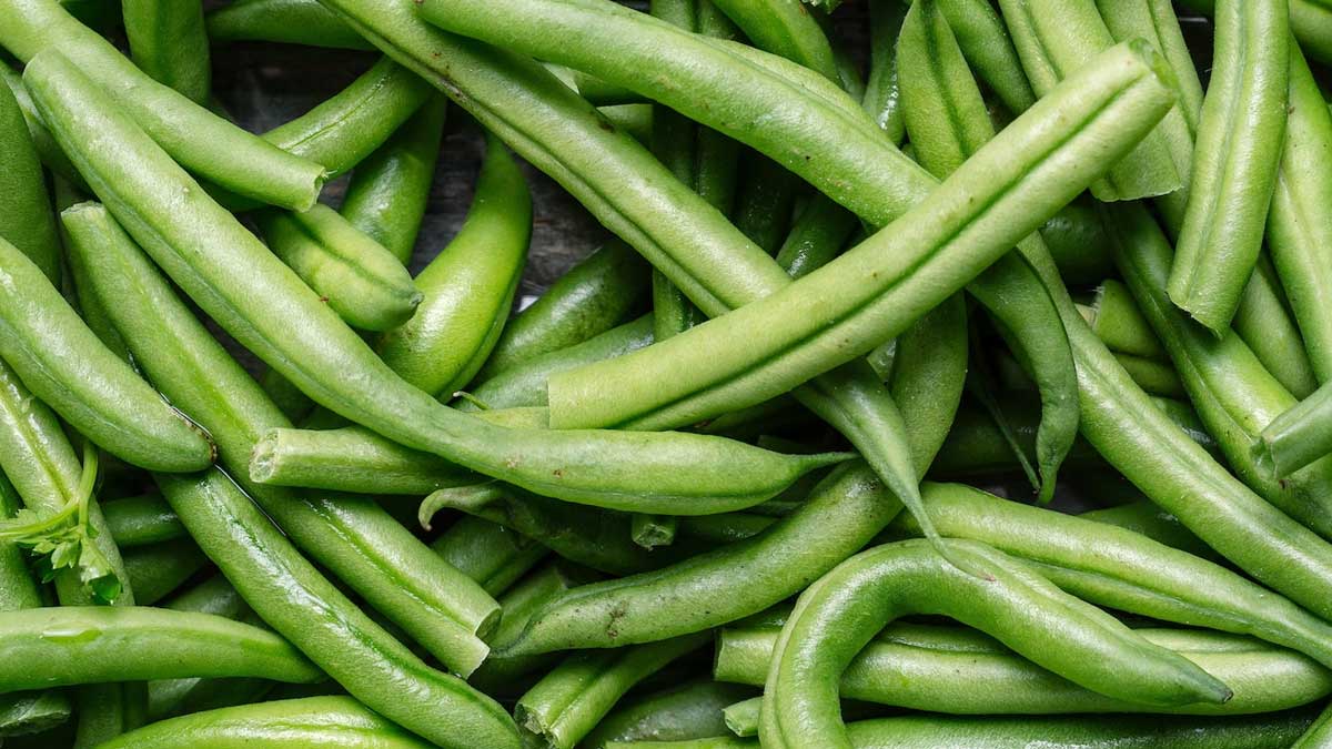 alia bhatt preganancy news