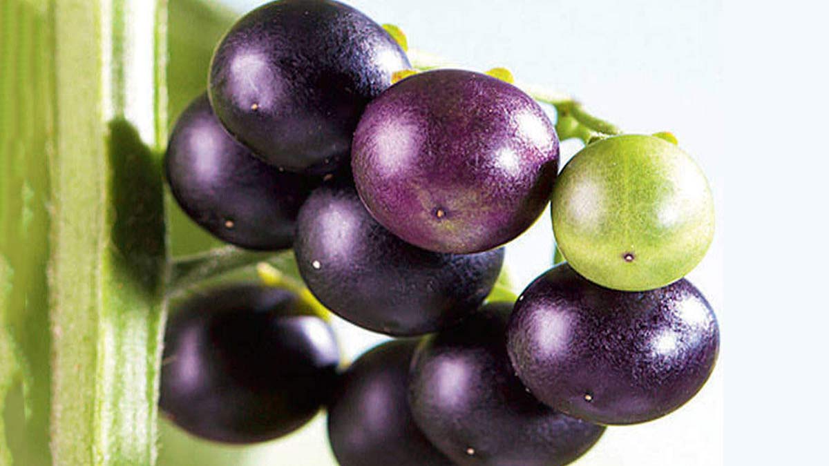 makoy seeds health benefits