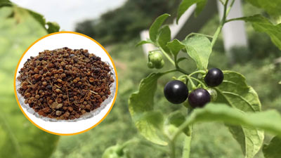 मकोय का बीज है शरीर की कई बीमारियों के लिए फायदेमंद, जानें सेवन का तरीका