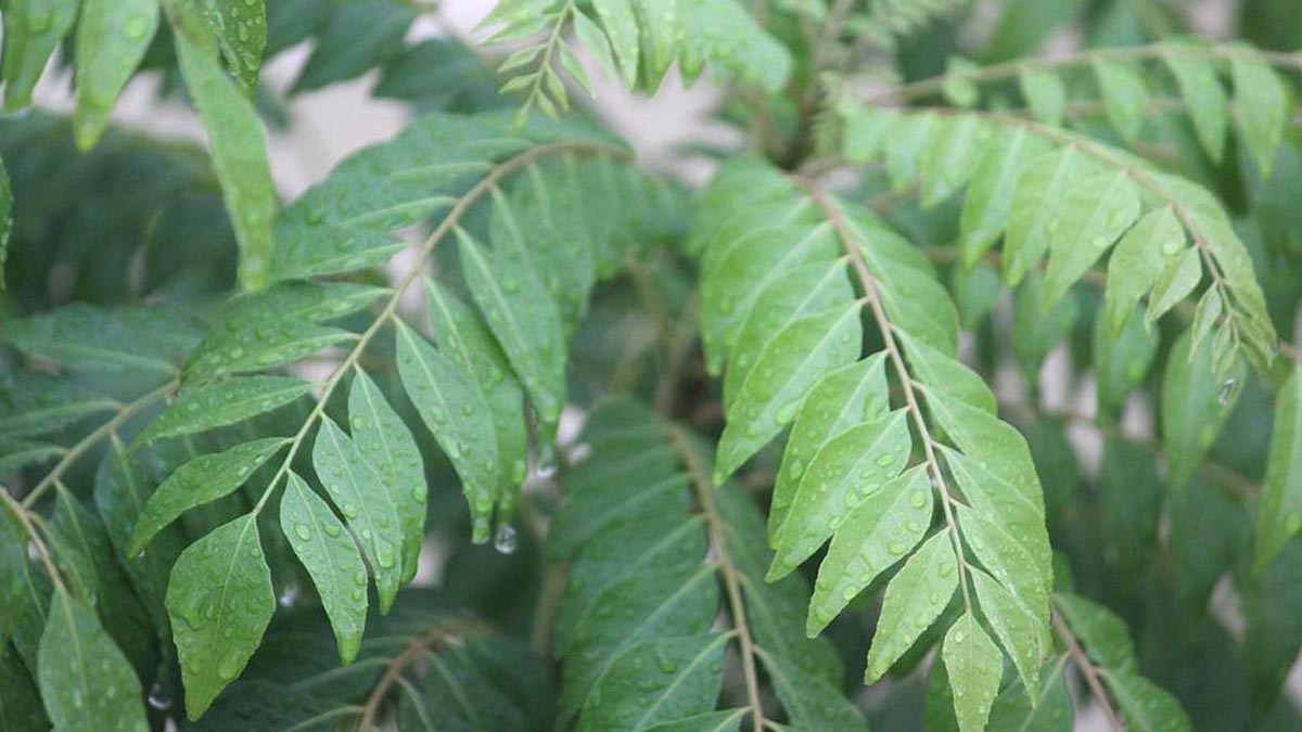 करी पत्ता खाने के भी हो सकते हैं कुछ नुकसान, जानें इनके बारे में