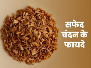 सफेद चंदन लगाने से शरीर को मिलते हैं कई फायदे, एक्सपर्ट से जानें इस्तेमाल का तरीका