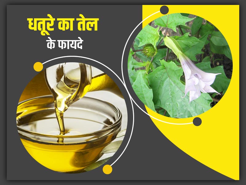 जोड़ों के दर्द को ठीक करने में कारगर है धतूरे का तेल, जानें इसके 5 अन्य फायदे