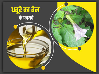जोड़ों के दर्द को ठीक करने में कारगर है धतूरे का तेल, जानें इसके 5 अन्य फायदे