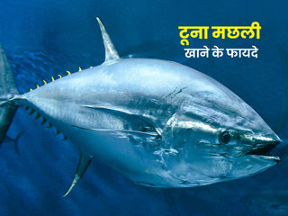 नॉनवेजिटेरियन हैं तो जरूर खाएं टूना मछली, सेहत को मिलेंगे ये 5 फायदे, साथ ही जानें कुछ नुकसान