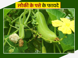 लौकी की पत्तियां भी होती हैं सेहत के लिए फायदेमंद, जानें इसके स्वास्थ्य लाभ और रेसिपीज
