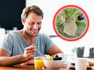 बैंगन के पत्ते भी होते हैं सेहत के लिए बहुत फायदेमंद, जानें इसके सेवन और इस्तेमाल के तरीके