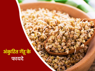 रोज अंकुरित गेहूं खाने से सेहत को मिलते हैं कई फायदे, जानें सेवन का सही तरीका और कुछ नुकसान