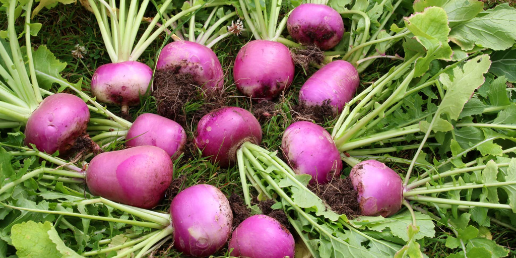 ज्‍यादा शलजम खाने के नुकसान Turnip Side Effects In Hindi
